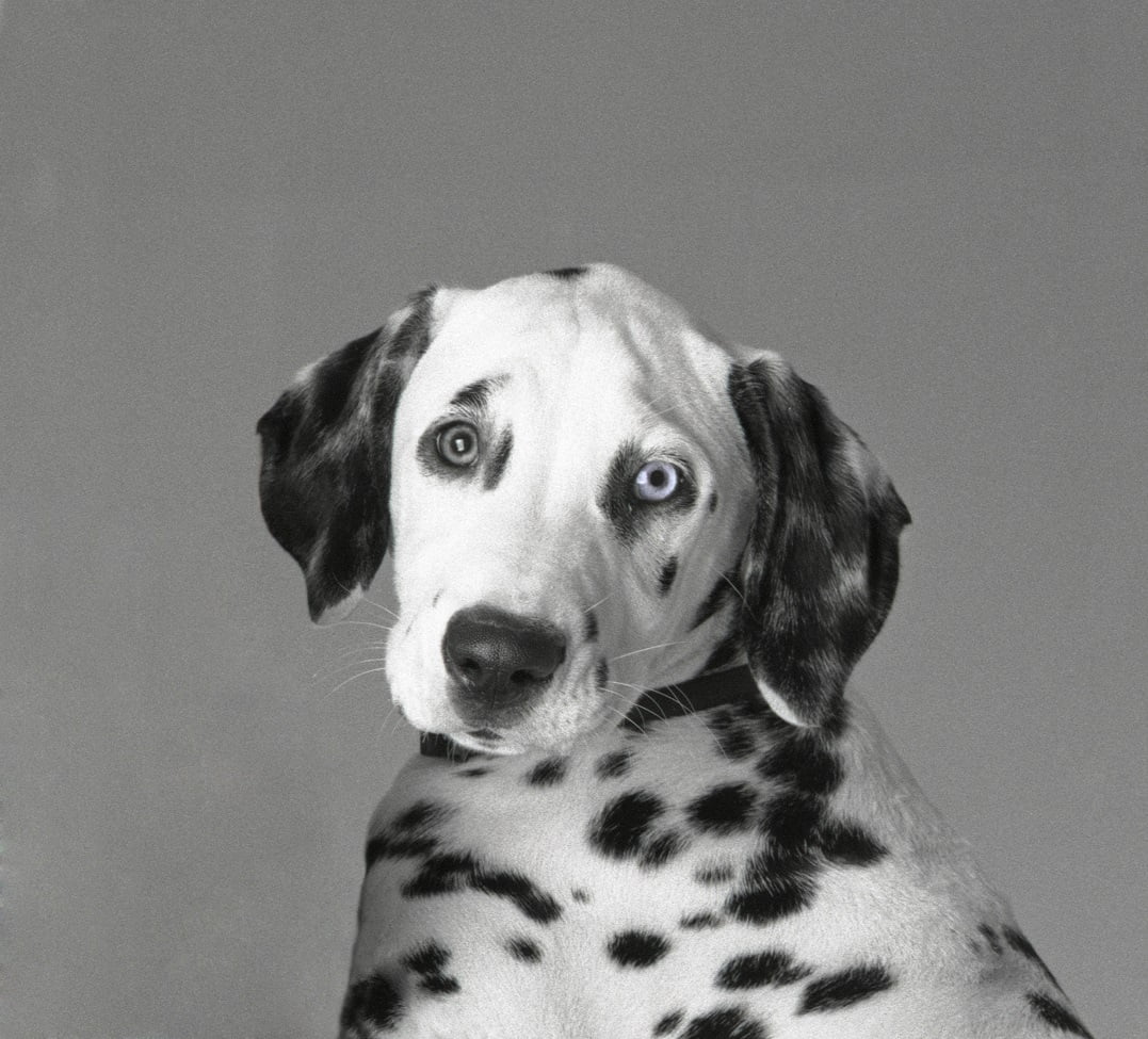 dalmatian.jpg
