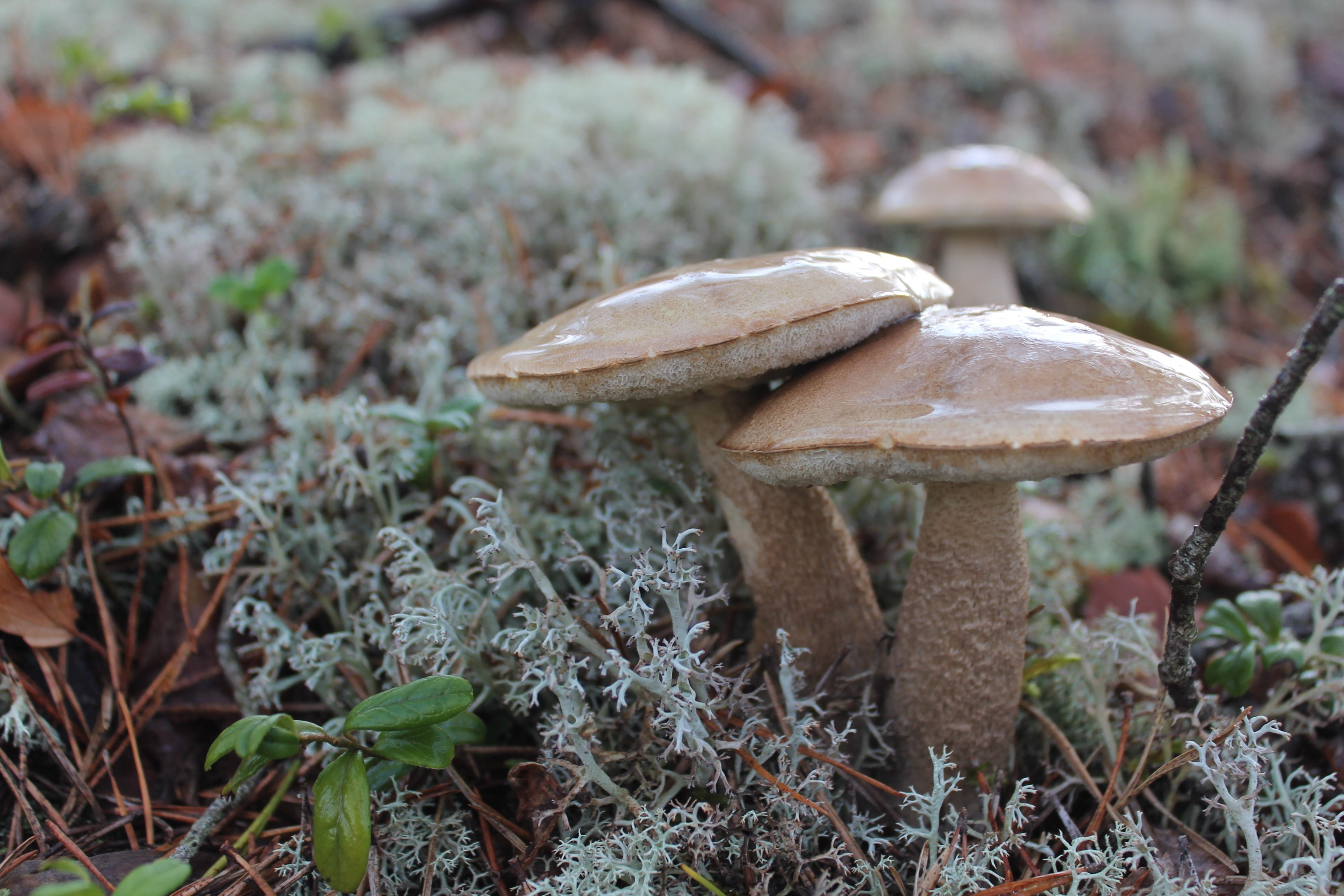 mushrooms.jpg